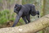 Sulawesi crested macaques explore brand new habitat at Whipsnade Zoo