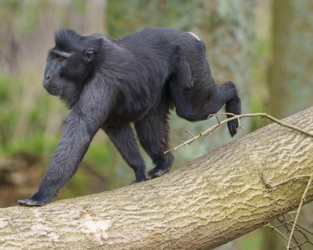 Sulawesi crested macaques explore brand new habitat at Whipsnade Zoo