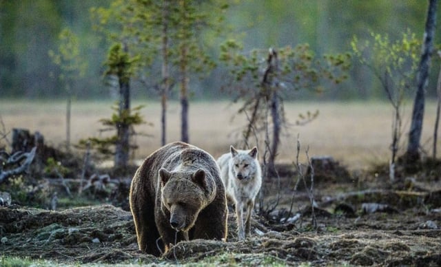 Beavers, bears, wolves and lynx: Campaigners want to see these animals reintroduced to the British countryside (Photo: Shutterstock)