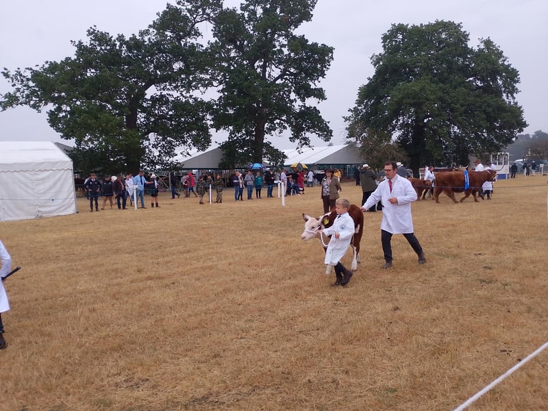 Cow judging