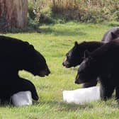 North American Black Bears playing with blocks of ice 
