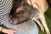 Would you like a micro pig to attend your party? Animal News Agency