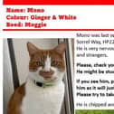 Missing Cat Appeal: Bring Mono Home