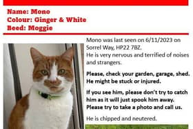 Missing Cat Appeal: Bring Mono Home