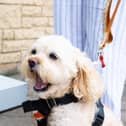 Doggy drinking stations help pooches stay hydrated on longer journeys.
