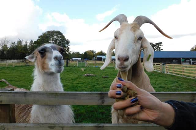 Feeding the goats at the Bucks Goat Centre - Animal News Agency