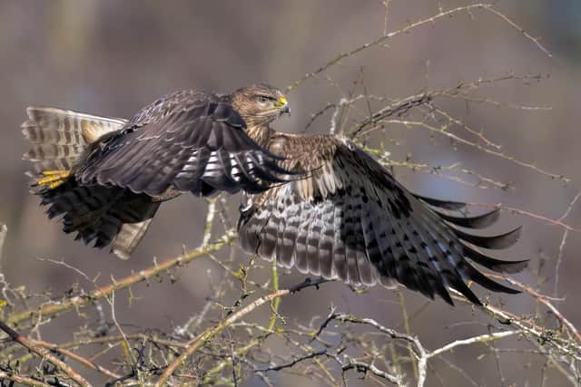 Buzzard in flight at College Lake by Roy McDonald