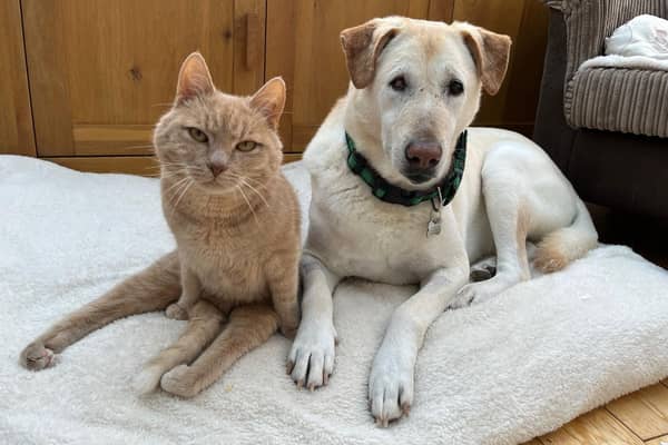 Peps and Peanut are the subject of two children's books, written by their owner Claire Childs - Animal News Agency