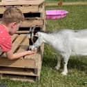 A youngster pets one of the goats 