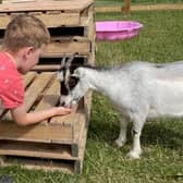 A youngster pets one of the goats 