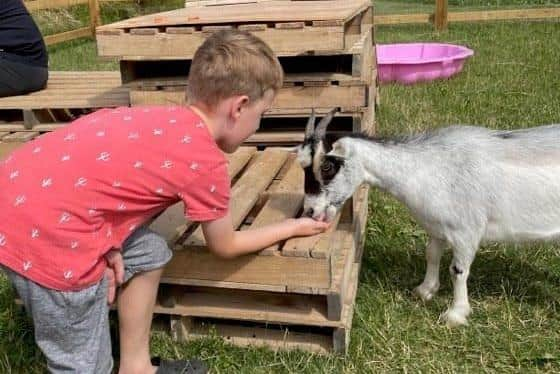 A youngster pets one of the goats 