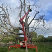 Emergency surgery is carried out on the Champion tree