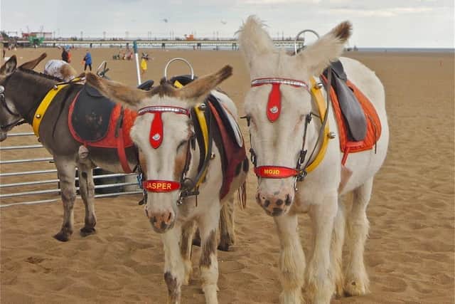 Donkeys on Skegness beach