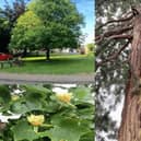 A few of the trees in the Royal Latin School grounds
