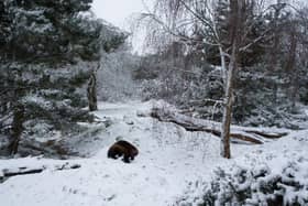 Puff the wolverine is dares the cold for some snow frolics