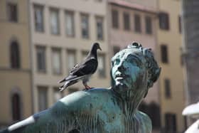 Call a professional if pigeons are a problem