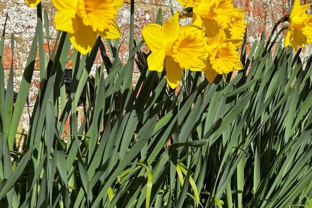Daffodils - a symbol of a new beginning