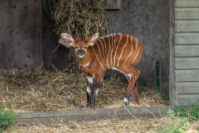 Beautiful Bongo Calf standing in day shelter at Woburn Safari Park.jpg