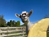 The team at Bucks Goat Centre have thanked school holiday visitors - Animal News Agency