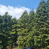 Cypress trees on Wagland’s Garden