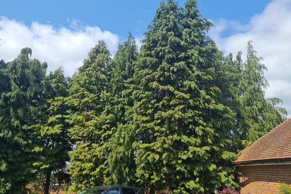 Cypress trees on Wagland’s Garden
