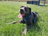 Three-year-old Cane Corso Sky came into the charity’s care after she was sadly found abandoned. Photo: RSPCA Aylesbury