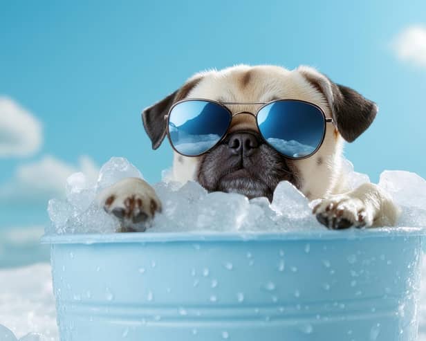 Keep hot dogs and pets cool (photo: adobe)