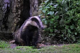 Eleven new areas have been approved for badger culling in 2022