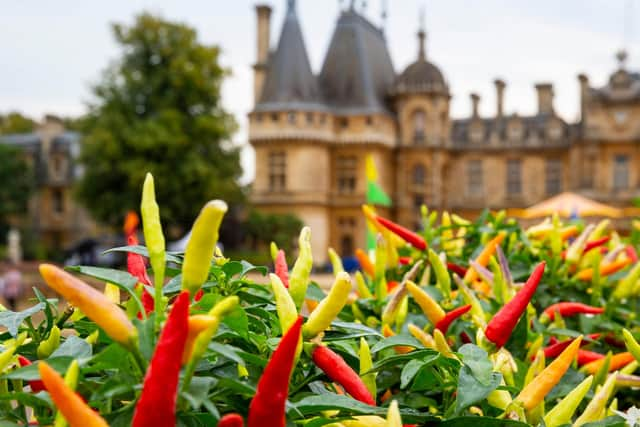 Chilli plants at Waddesdon Manor. (Picture (c) Waddesdon)