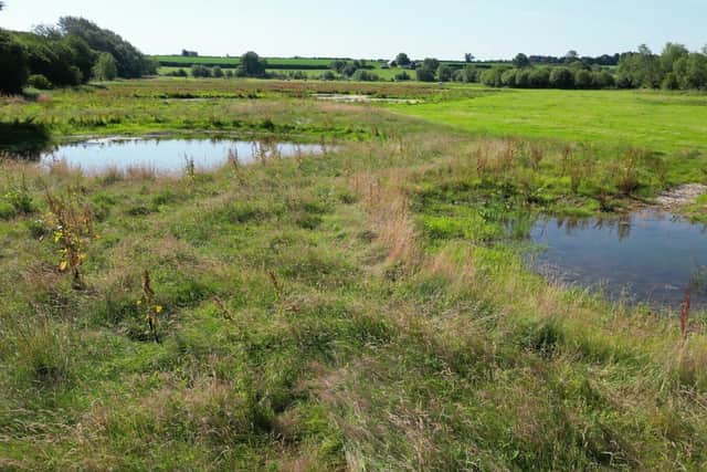 Groundwater-fed ponds created as part of the wetland complex, pictured in summer 2024.