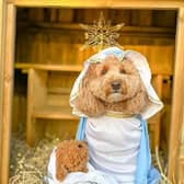 Mary in the Nativity was played by Biscuit a dog from Aylesbury. Photo from Hannah James SWNS