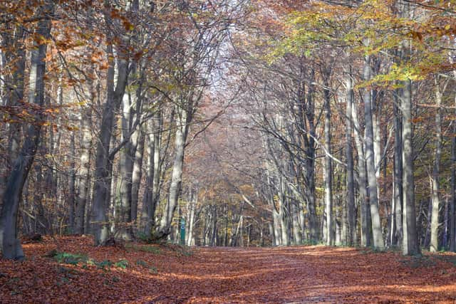 Fifth placed most instagrammable free attraction is Sherwood Pines in Sherwood Forest, Nottinghamshire (photo: Adobe)