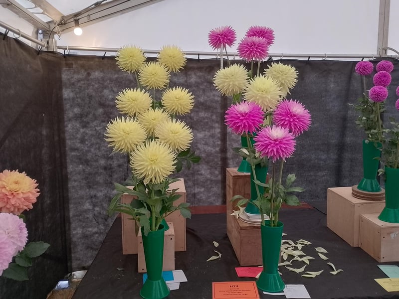 Prize winning dahlias inside the home and garden marquee.