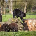 North American black bear cubs Harvard, Colorado, Aspen and Maple with mum Phoenix