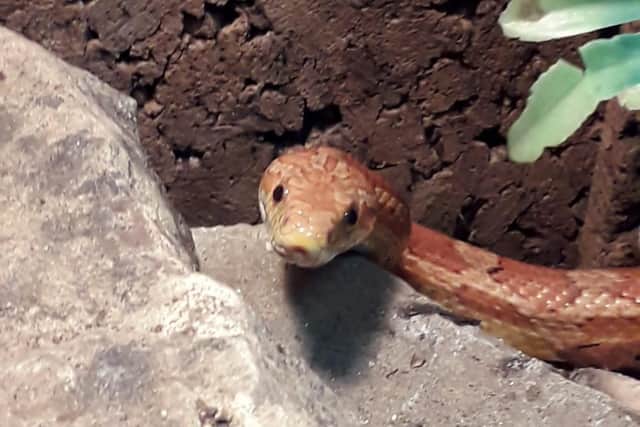Another picture of the corn snake