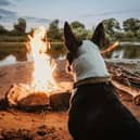 Pet expert shares tips to help your pet stay stress-free this Bonfire Night