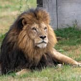 Lonka the new African male Lion at Woburn Safari Park. Photo: Woburn Safari Park - Laura Ross