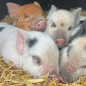Mother's Day is coming in more ways than one at Kew Little Pigs - Animal News Agency 