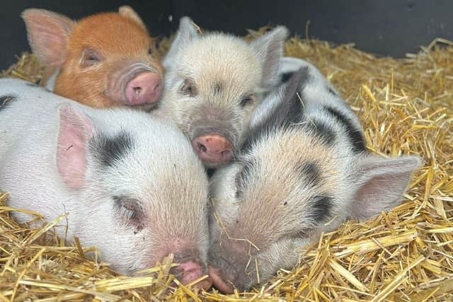 Mother's Day is coming in more ways than one at Kew Little Pigs - Animal News Agency 