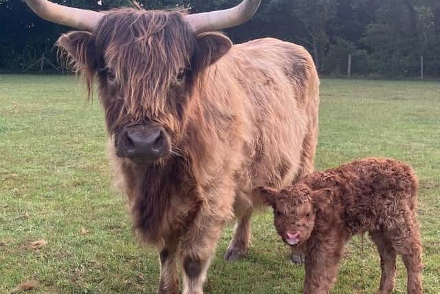 Visitors will be able to see mum Cornflake and her female Highland calf, Porridge at the farm