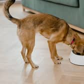 Is your dog a fussy eater? 
