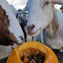 Goats tuck into a pumpkin treat - Animal News Agency