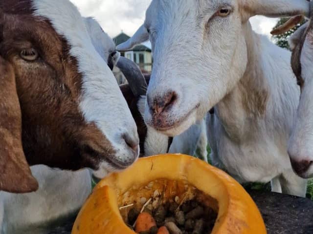 Goats tuck into a pumpkin treat - Animal News Agency
