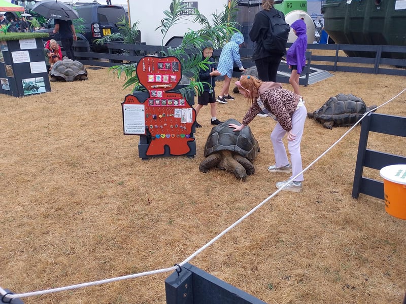 Giant tortoise.