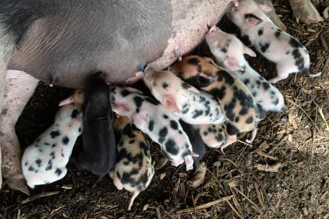 The micro pigs, Photo from June Essex/Animal News Agency