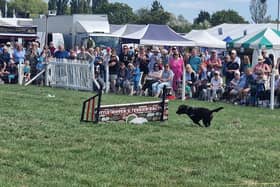 Four-legged contests