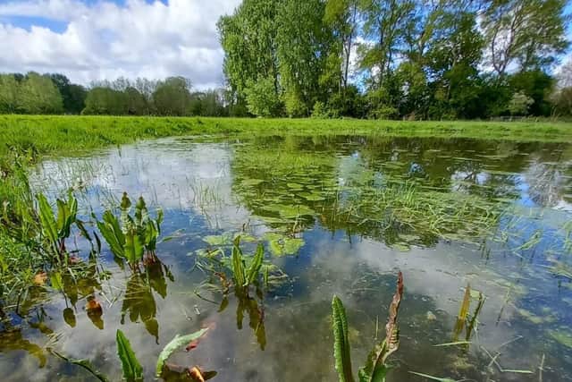 One of the wetland 'scrapes' (dips in the ground that can fill with water).