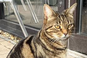 Maui has been missing for 10 days