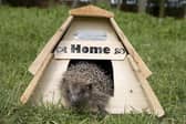 St Tiggywinkles is seeking to expand