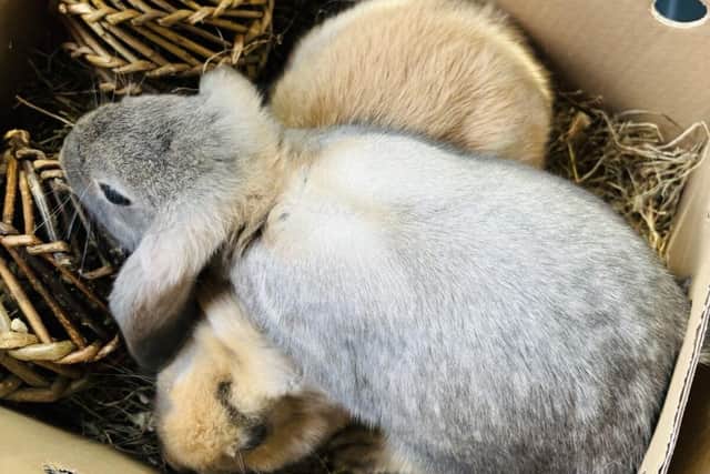 Anything is Paw-sible! Oxford care home welcomes furry residents